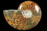 Polished, Agatized Ammonite (Cleoniceras) - Madagascar #119015-1